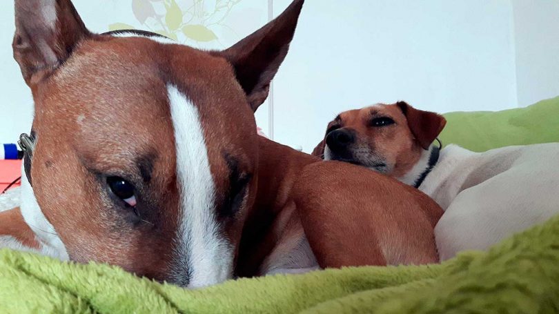 Bullterrier am schlafen - Mit Hunden leben