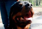 Rottweiler - Mit Hunden leben