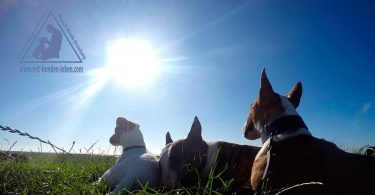 Bullterrier - Zuneigung