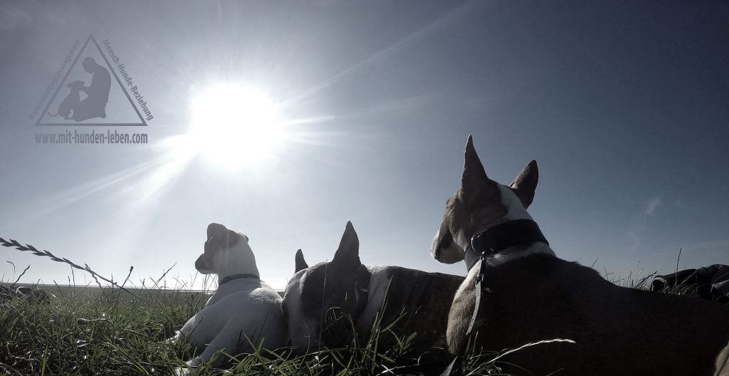 Bullterrier auf dem Deich