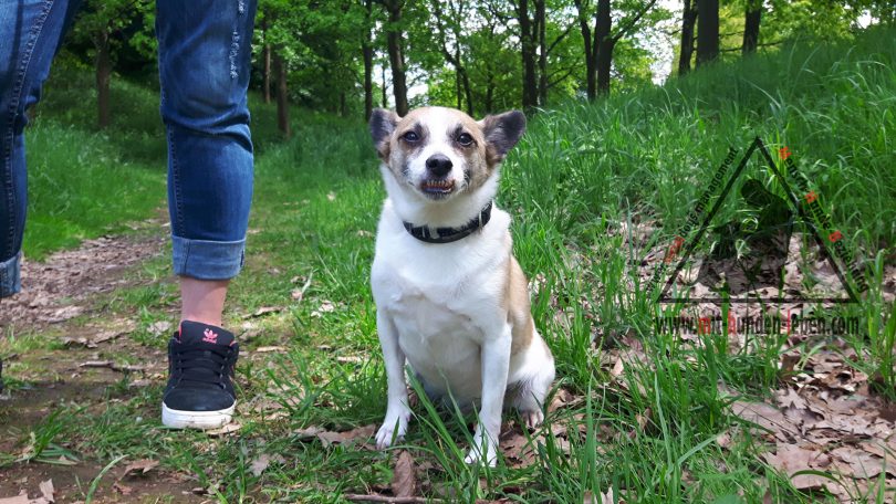 Terrier - Mix Sam