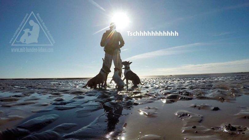 Ich stehe mit meinen Hunden im Watt und alle drei sitzen vor mir und schauen mich an. Dabei steht im Bild ein Zisch geschrieben.