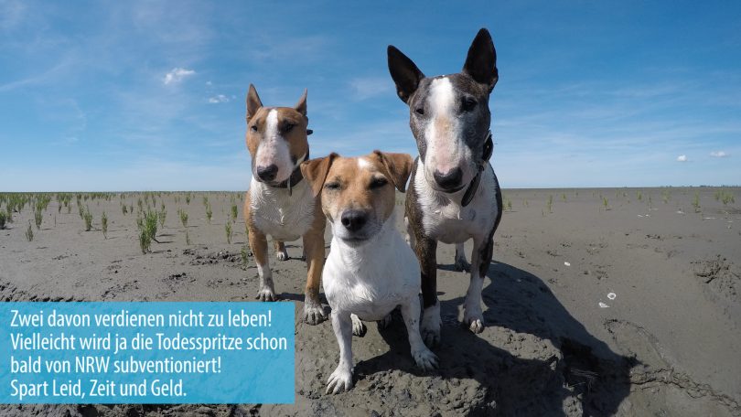 Miniatur-Bullterrier - Todesspritze