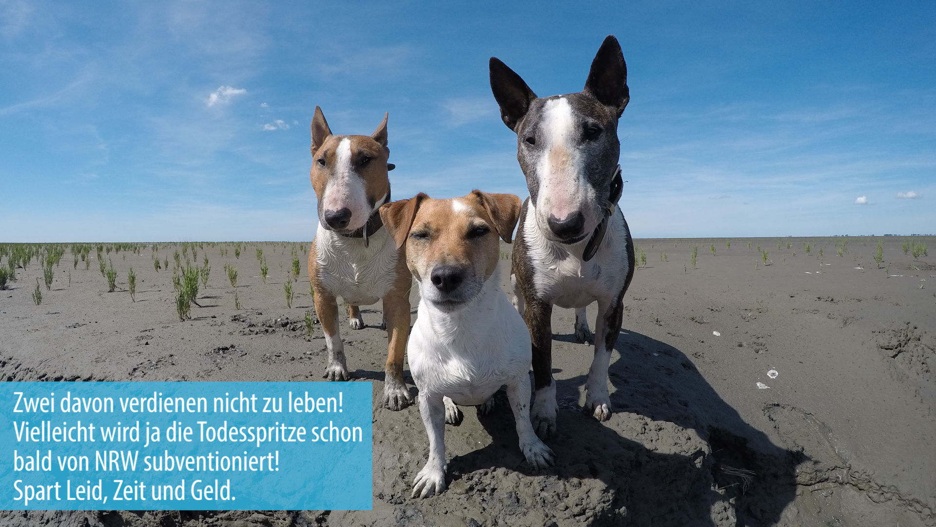 Miniatur-Bullterrier beim Veterinäramt