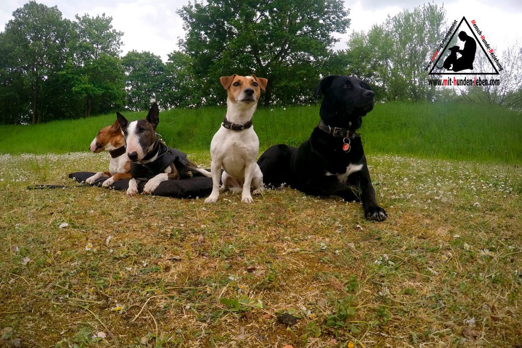Das Team von Mit Hunden leben - Hundeschule