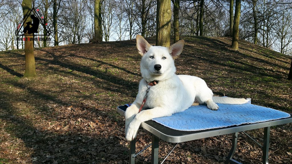 Ein weisser Schäferhund liegt auf einem Tisch mit einer Hundedecke im Waldstück in Düsseldorf und lernt innere Ruhe. 