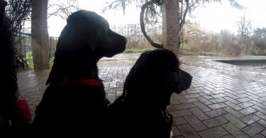 Labrador bei www.mit-hunden-leben.com