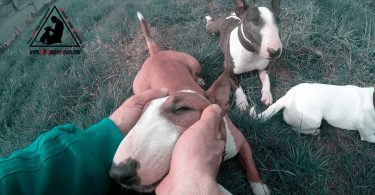 Bullterrierzuneigung - Mit Hunden leben