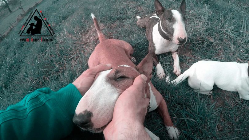 Bullterrierzuneigung - Mit Hunden leben